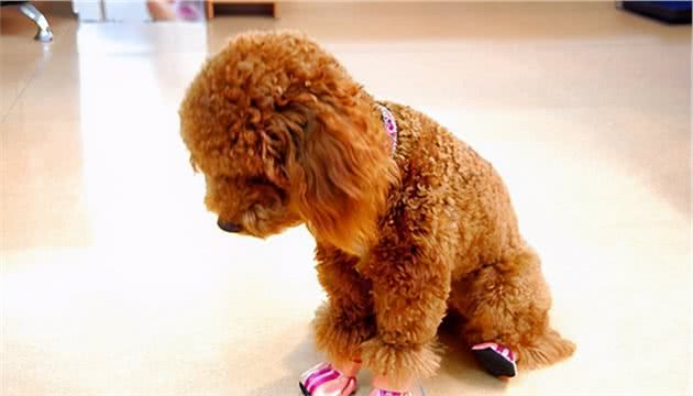 这6个特征，如果狗狗占了两个以上，寿命可能不长