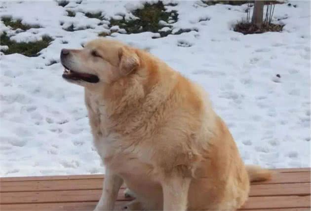 这6个特征，如果狗狗占了两个以上，寿命可能不长