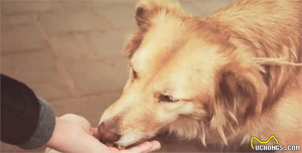 这6个特征，如果狗狗占了两个以上，寿命可能不长