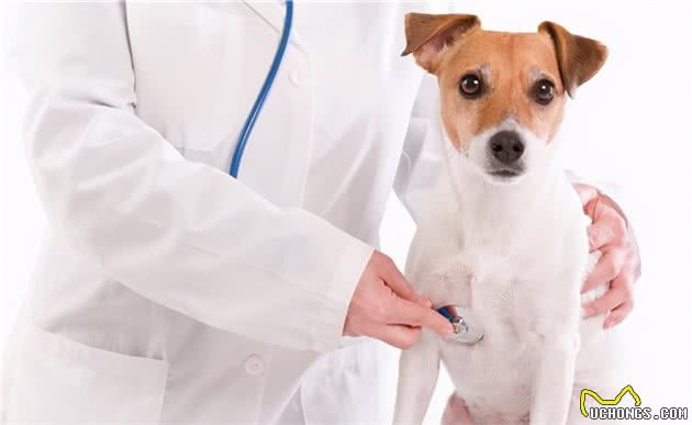 这6个特征，如果狗狗占了两个以上，寿命可能不长