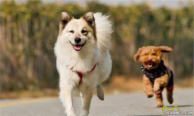 这6个特征，如果狗狗占了两个以上，寿命可能不长