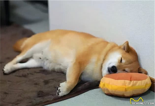 这6个特征，如果狗狗占了两个以上，寿命可能不长