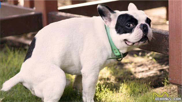 这6个特征,如果狗狗占了两个以上,寿命可能不长