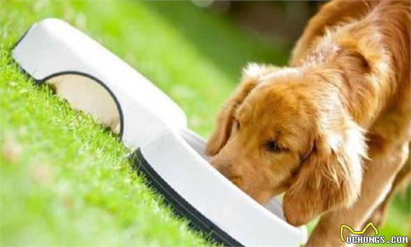 这6个特征,如果狗狗占了两个以上,寿命可能不长