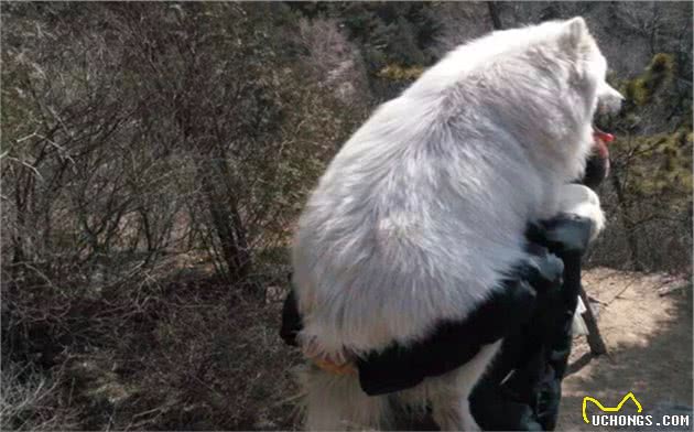 萌妹牵胖狗上山，结果狗狗半路直接累瘫，全靠主人大力背下山