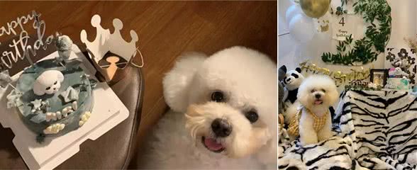 写给我的狗狗kiki仔的一封信：感谢你，未来更爱你