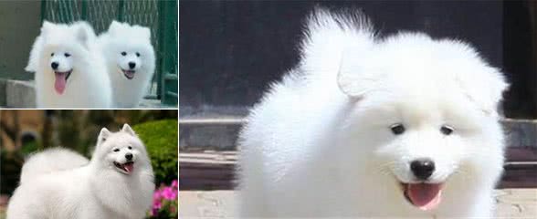 新手饲养萨摩耶幼犬应该注意什么