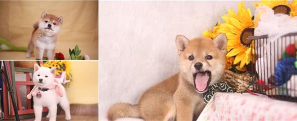 柴犬也有标准体型？你家柴犬达标了吗？