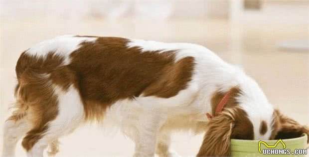 当心这7个“喂食坏习惯”，毁了狗狗的肠胃