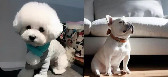 适合家养的小型犬有哪些？首推贵宾犬