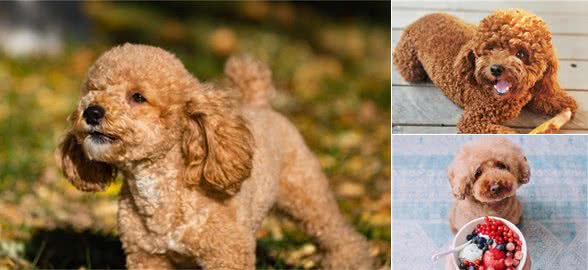 为何泰迪会活不过16岁？背后的理由太“扎心”了