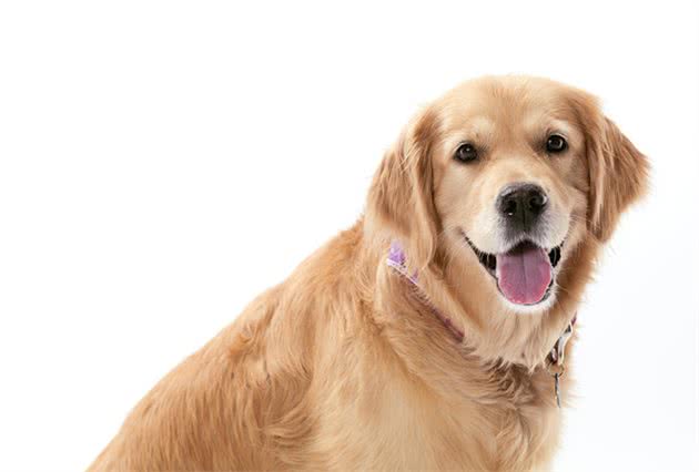 金毛犬标准体重是多少斤？长不胖该怎么办？