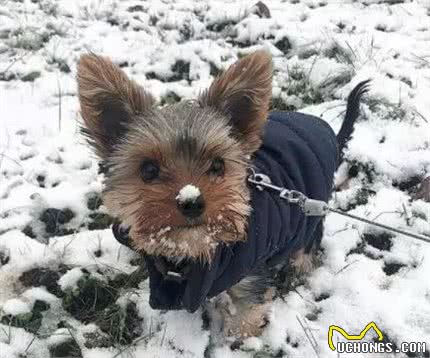 网友家的哈士奇怕冷，要盖被子才能睡着……说好的雪橇犬呢？