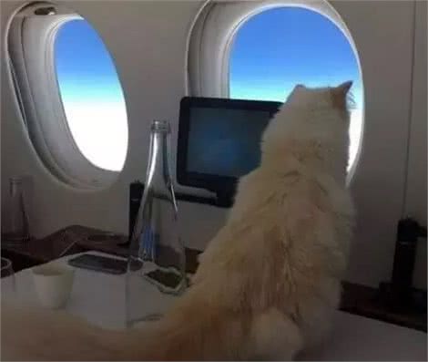 它或将成为全世界最富有的猫,坐拥千亿资产,和缅甸有很大的关联