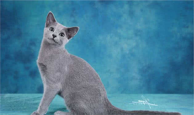 自带产地的最瘦蓝猫来袭-冬日精灵“俄罗斯蓝猫”