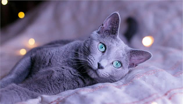 自带产地的最瘦蓝猫来袭-冬日精灵“俄罗斯蓝猫”