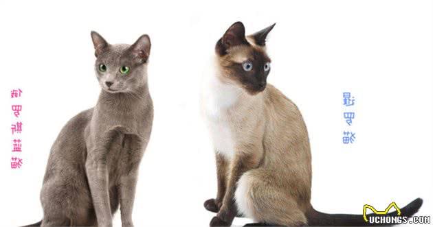 自带产地的最瘦蓝猫来袭-冬日精灵“俄罗斯蓝猫”