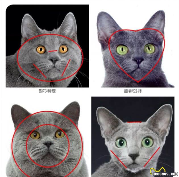 自带产地的最瘦蓝猫来袭-冬日精灵“俄罗斯蓝猫”