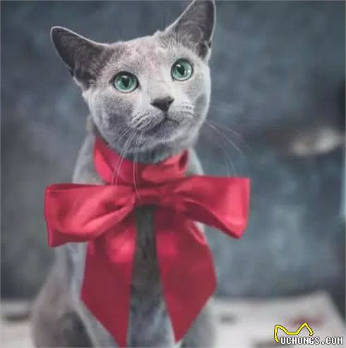 自带产地的最瘦蓝猫来袭-冬日精灵“俄罗斯蓝猫”