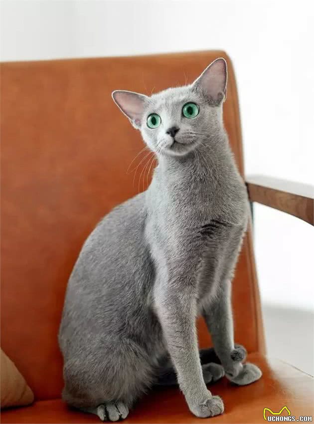 自带产地的最瘦蓝猫来袭-冬日精灵“俄罗斯蓝猫”