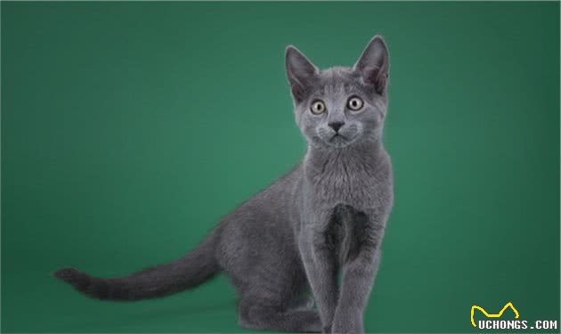 自带产地的最瘦蓝猫来袭-冬日精灵“俄罗斯蓝猫”