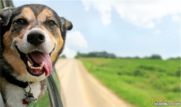 犬行为简介—正常的犬行为2
