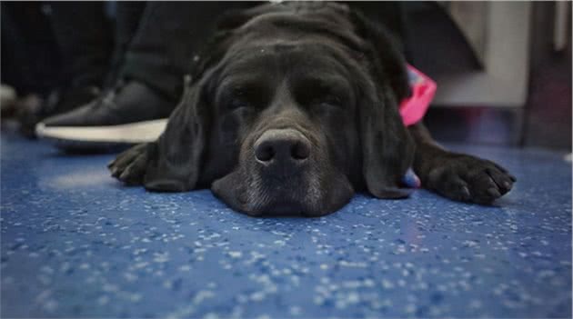 男子表演“顺手牵狗”，看门犬被陌生人牵走，随后丢弃街头流浪