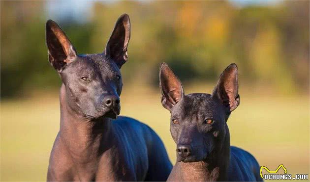 世界10大最干净的犬类，贵宾犬和松狮犬均上榜，你养了哪个？