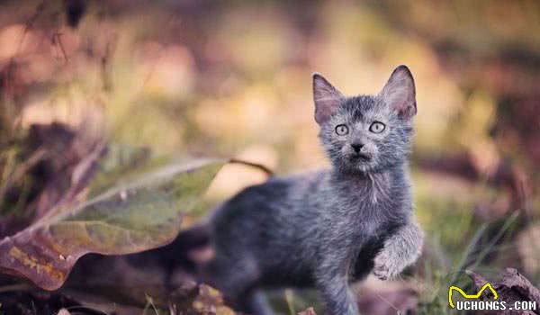 这些宠物猫咪长相十分奇特，有的长得像豹子，有的浑身没有毛！