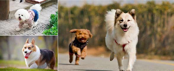 养狗,要戒掉这四个坏毛病,否则就不要养狗