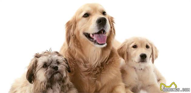 金毛寻回犬领衔，十种大型犬常见的健康问题，你家金毛会有这些吗