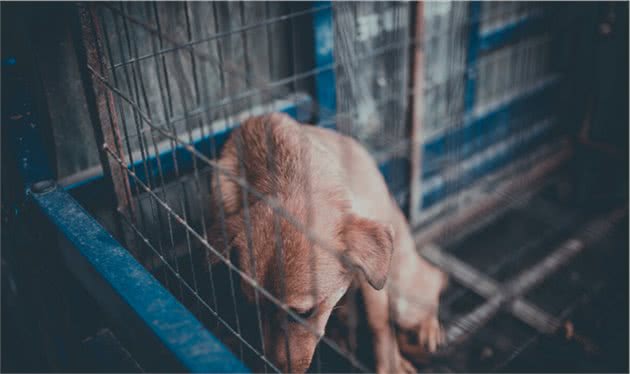 如果你是这些情况，还是不要养狗了，毕竟比较“废狗”