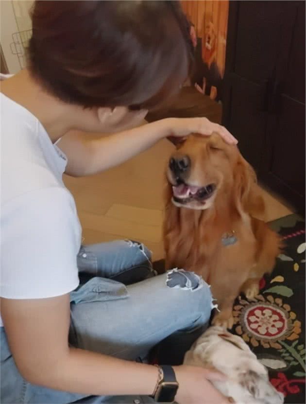 洗澡不让金毛进厕所，狗子的表情…太有戏了噗哈哈哈