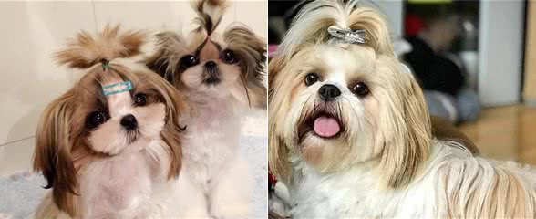 养西施犬的人很少，是因为它有这些“不足”吗？