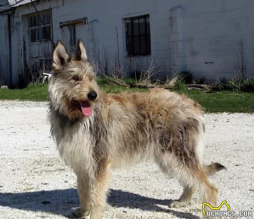 运动犬还是陪伴犬？你喜欢饲养怎样的宠物狗