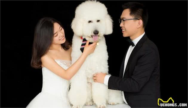 情侣拍婚纱照表情僵硬被嫌弃，抱出爱犬后立马逆袭