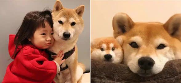 狗狗为什么不让我抱,是不爱我了吗?