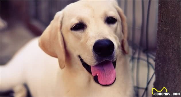 “性格最温顺”的5种狗，很适合做家庭伴侣犬