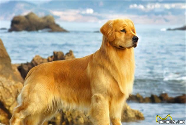 “性格最温顺”的5种狗，很适合做家庭伴侣犬