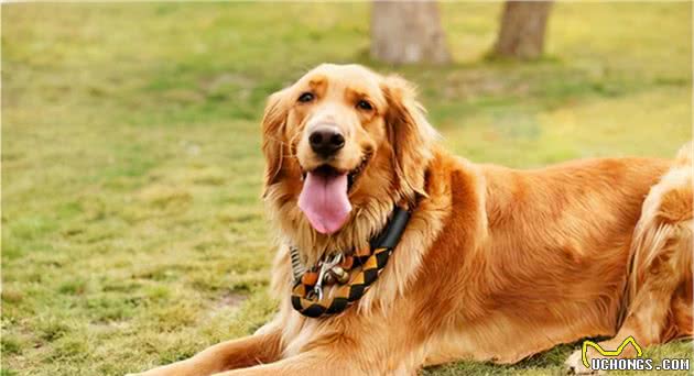 “性格最温顺”的5种狗，很适合做家庭伴侣犬