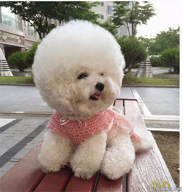“性格最温顺”的5种狗，很适合做家庭伴侣犬