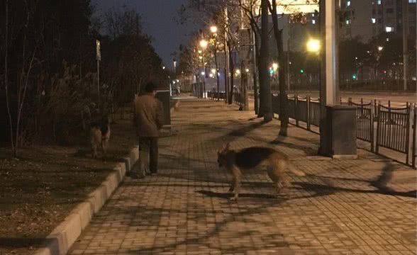 看着心慌！男子晚上遛着两只大狼狗还不牵狗绳