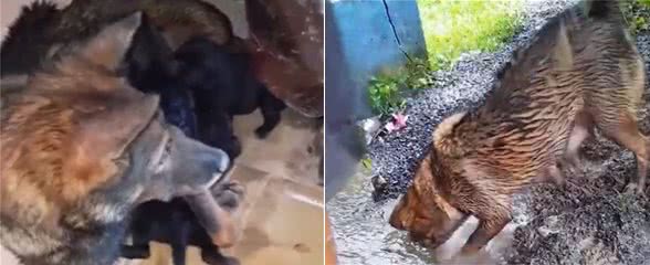 狗宝宝掉入水沟里，危机时刻狗妈妈做法出乎意料，母爱一直很伟大