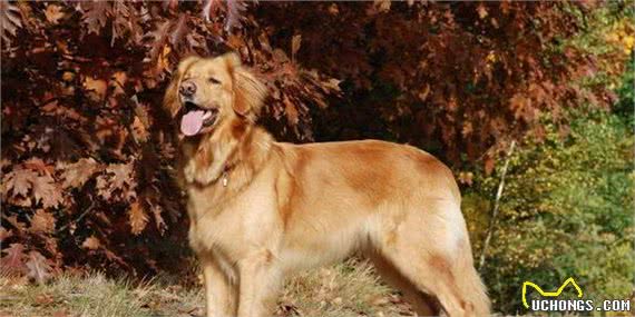 德国制造：来自德国的5大受欢迎犬种，你家养了吗？