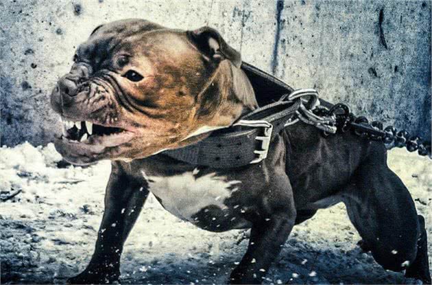 这4种犬，即便有钱任性，也别轻易饲养，否则骑虎难下