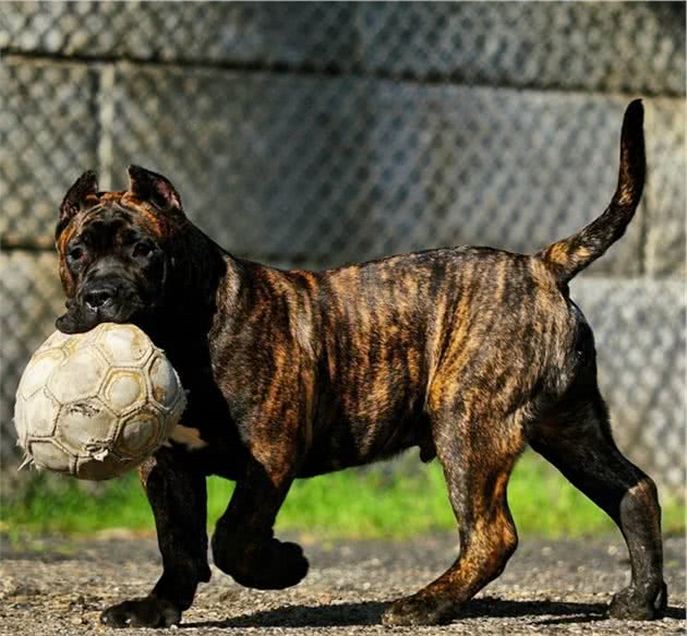 这4种犬，即便有钱任性，也别轻易饲养，否则骑虎难下