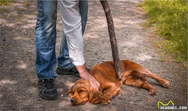 狗狗啃拖鞋、咬电线、拆沙发，你会打它们吗？