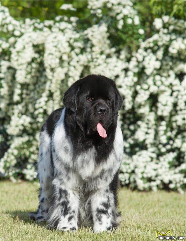 黑白纽芬兰之花—兰西尔犬