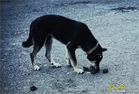 狗狗为什么会吃草？不是因为它饿了，而是缺乏某种元素