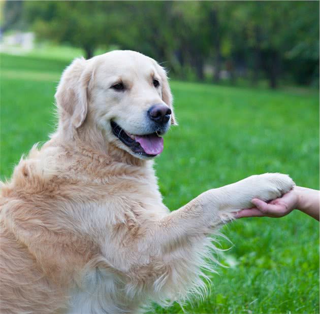 狗狗喜欢把爪子搭在人身上，其实是想告诉你这六件事